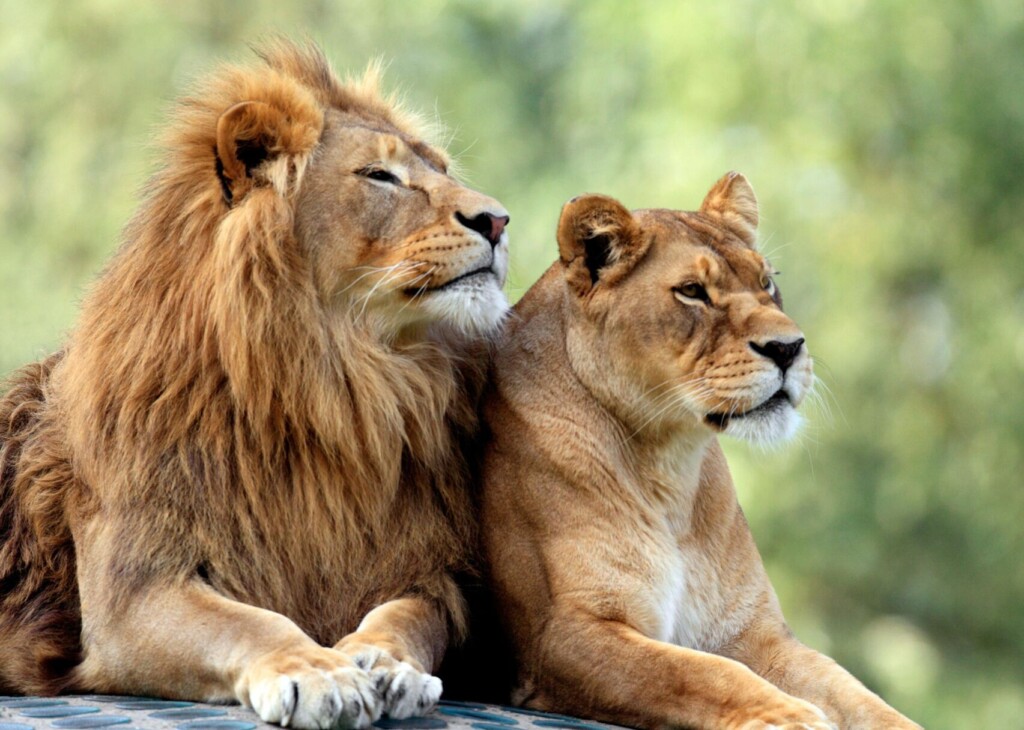 The Most Frequently Targeted Endangered Species In The World