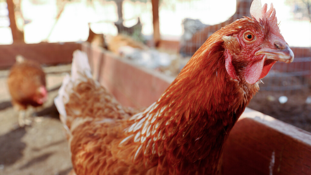 High Egg Prices May Tempt You To Start Your Own Backyard Flock, But Chickens Carry Some Health Risks