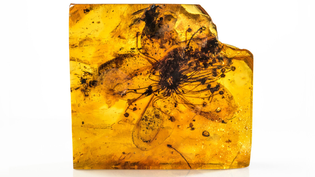 Unusually Large Fossilized Flower Preserved In Amber Identified