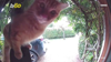Clever Cat Uses Video Doorbell To Get Back Inside House