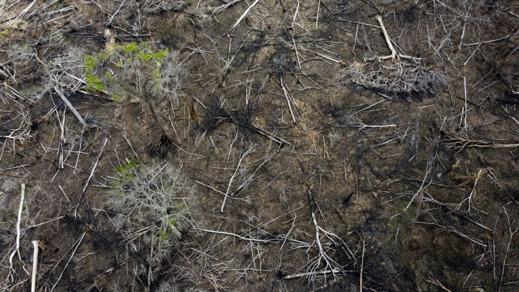 Brazil’s New President Works To Reverse Amazon Deforestation