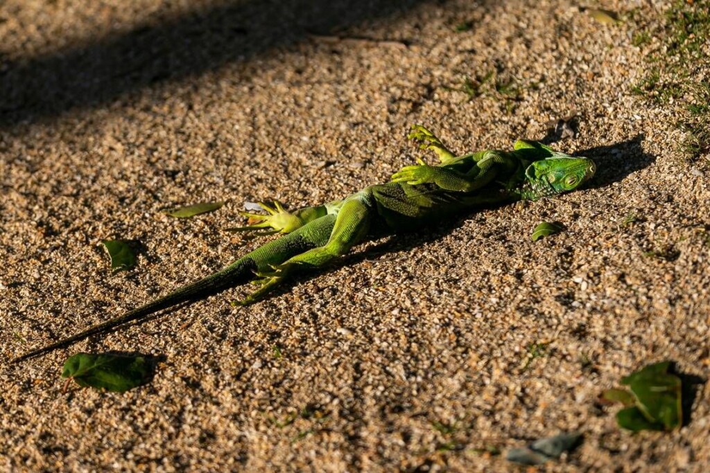Fewer Falling Iguanas In Florida’s Future? They May Be Adapting To Cold