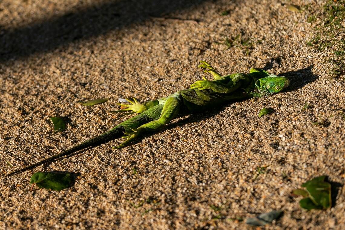 <p>An iguana is seen lying on the ground in Miami Beach as temperatures dipped into the low 40s and upper 30s on Jan. 22, 2020.</p>