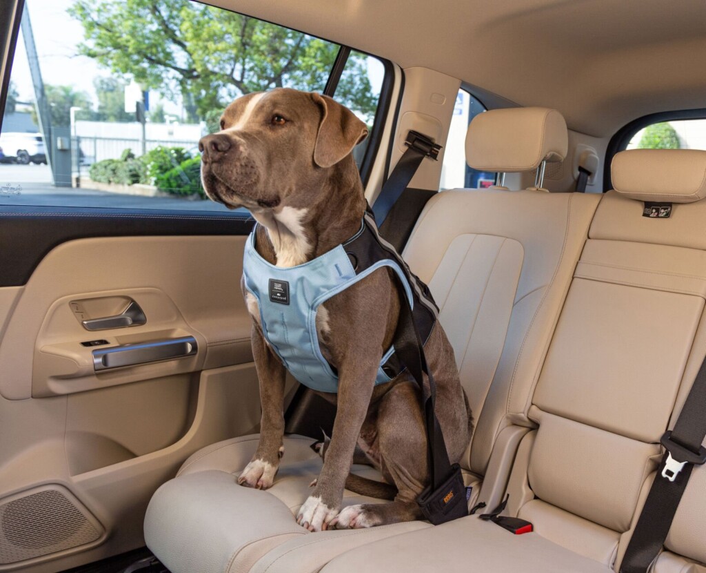 Pet Paradise: Top Us Cities For Pet Friendly Travel