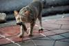 Why Do Our Dogs And Cats Bring Us Dead Animals?