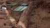 Prehistoric Fossilized Elephant Tusk Dug Up By Paleontologists In Israel