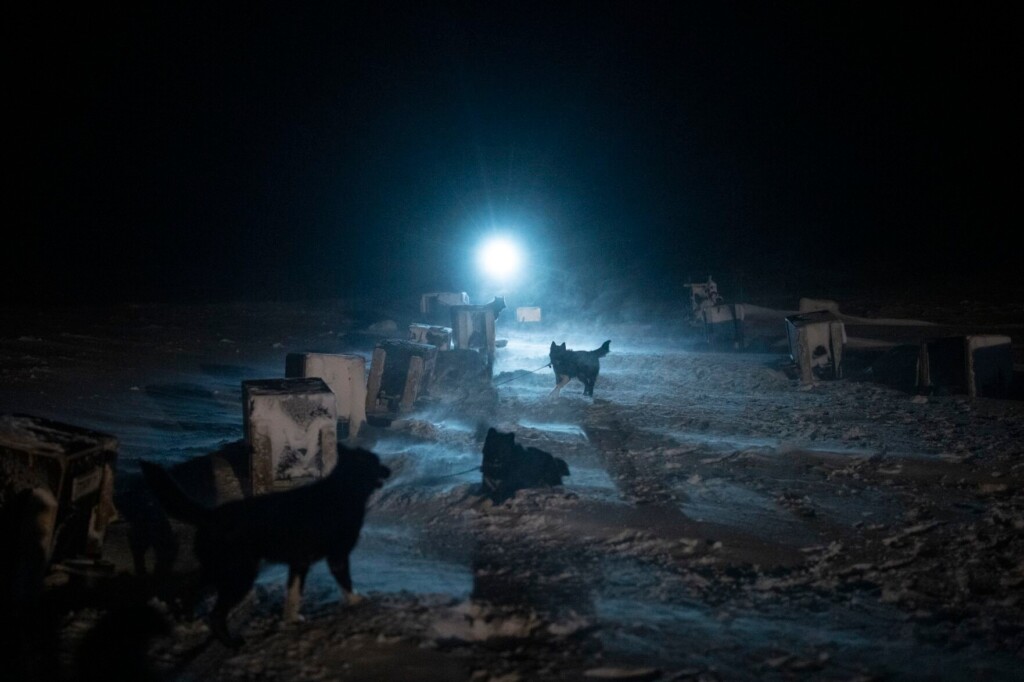 In Norway, Sled Dogs Train And Play In The Warming Arctic