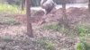 Exhausted Wild Elephant Stuck In Muddy Pond Rescued In Thailand