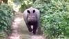 Watch Now: Giant Rhino Chases Jeep Full Of Safari Riders In India