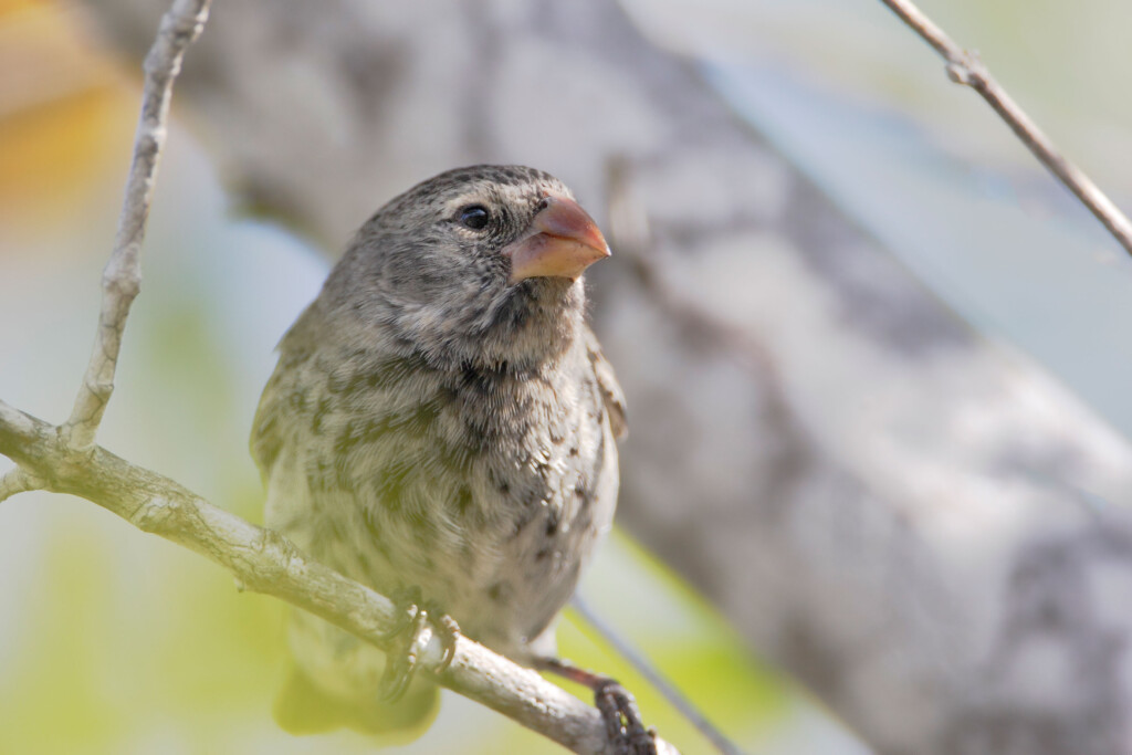 With A Finch And A Fish, This Scientist Has Changed Our Understanding Of The Tree Of Life