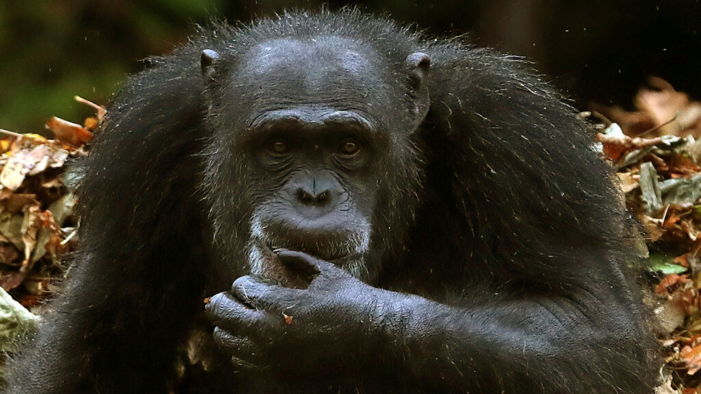 Humans Can Understand Apes’ Sign Language, New Study Finds