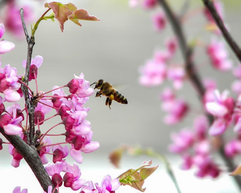 Reading Minds: Scientists Think Solution For Honeybee Decline May Lie In Insects’ Brains