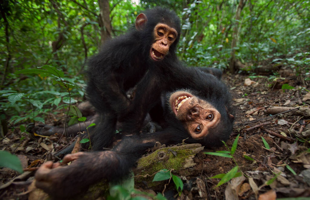 Human And Chimpanzee Teens Share Similar Struggles, Study Says. But Your Teen May Be Less Patient