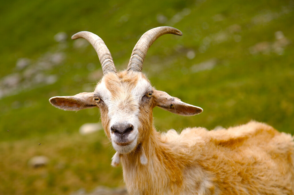 ‘goat,’ ‘inflection Point’ And ‘quiet Quitting’ Should Be Banished, Annual List Says