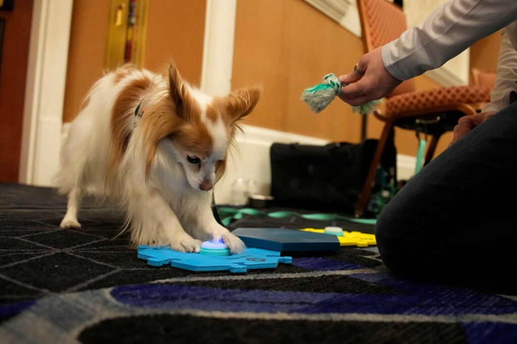 ‘talking’ Pets And A Robot Dog Unleashed At Ces Tech Show