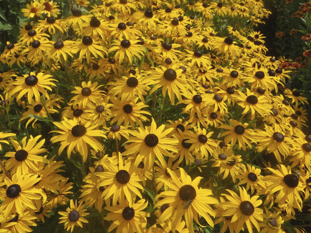 Bigger, Better, Tougher? A Look At 2023’s New Garden Plants