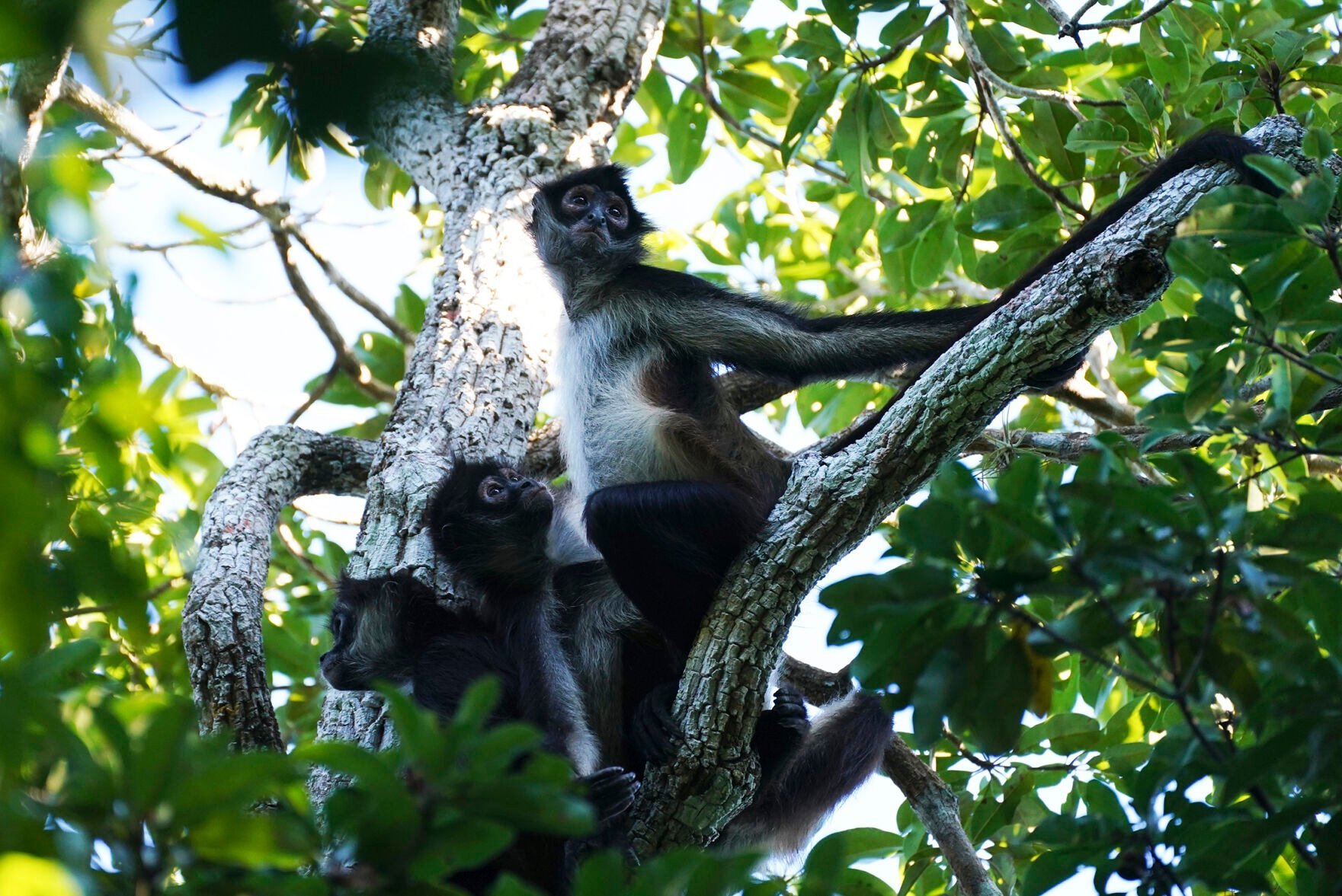 <p>Spider monkeys sit in a tree Jan. 10 in the Calakmul Biosphere Reserve in the Yucatan Peninsula of Mexico.</p>