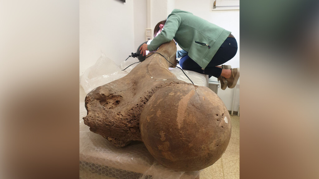 Neanderthals Hunted Massive Elephants That Once Roamed Northern Europe