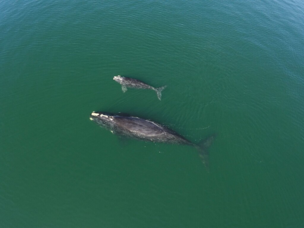 Why Helping Whales To Flourish Can Help Fight Climate Change