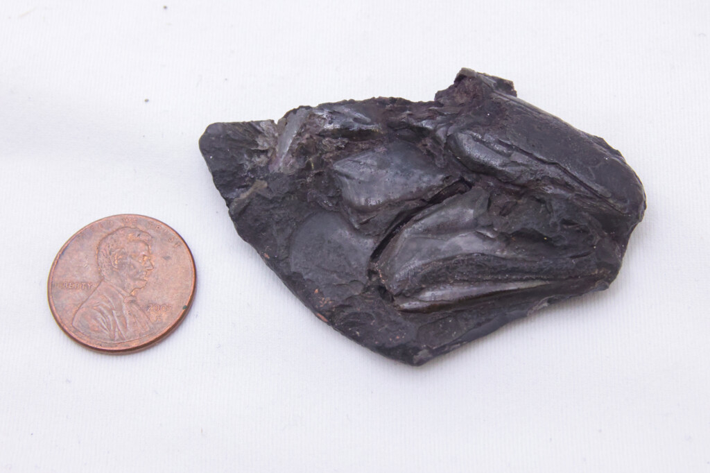 A 319 Million Year Old Brain Has Been Discovered. It Could Be The Oldest Of Its Kind