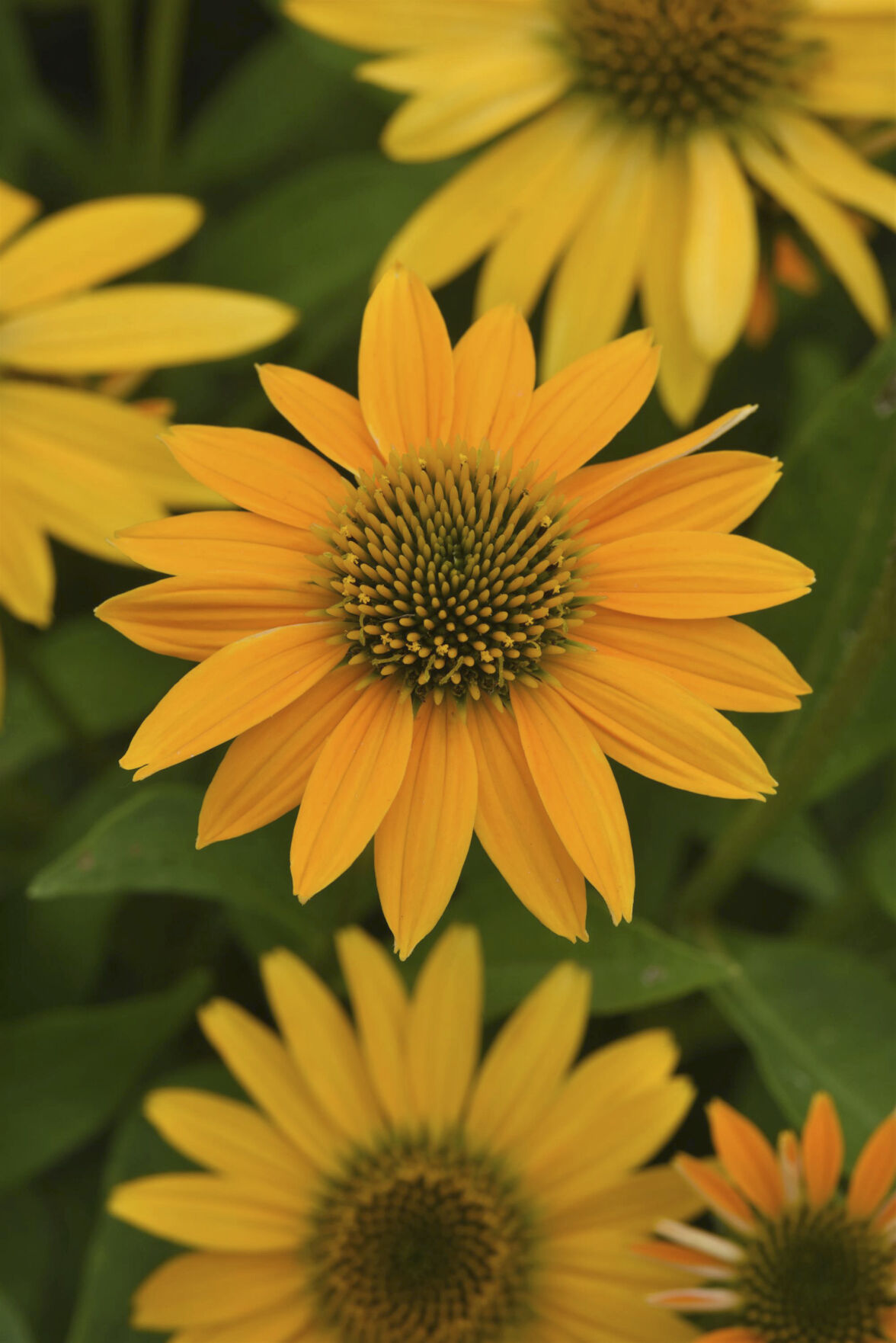 <p>This image provided by PanAmerican Seed shows Echinacea Artisan Yellow Ombre, a new multi-branched coneflower variety. (Kieft Seeds from PanAmerican Seed via AP)</p>