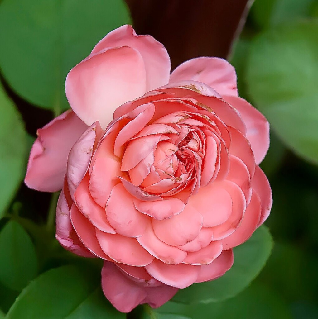 On Gardening: Benchmark Year Of Fragrance With Debut Of Reminiscent And Rise Up Roses