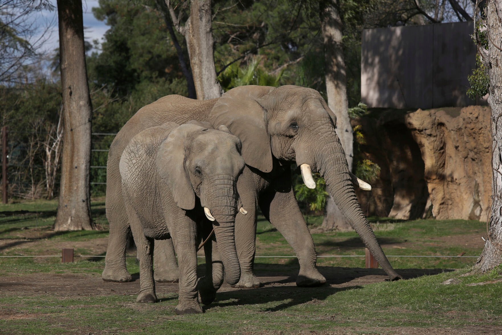 <p>Mabhulane (Mabu), right, walks with his female companion in their open roaming area of the Fresno Chaffee Zoo in Fresno, Calif., Jan. 19, 2023. </p>