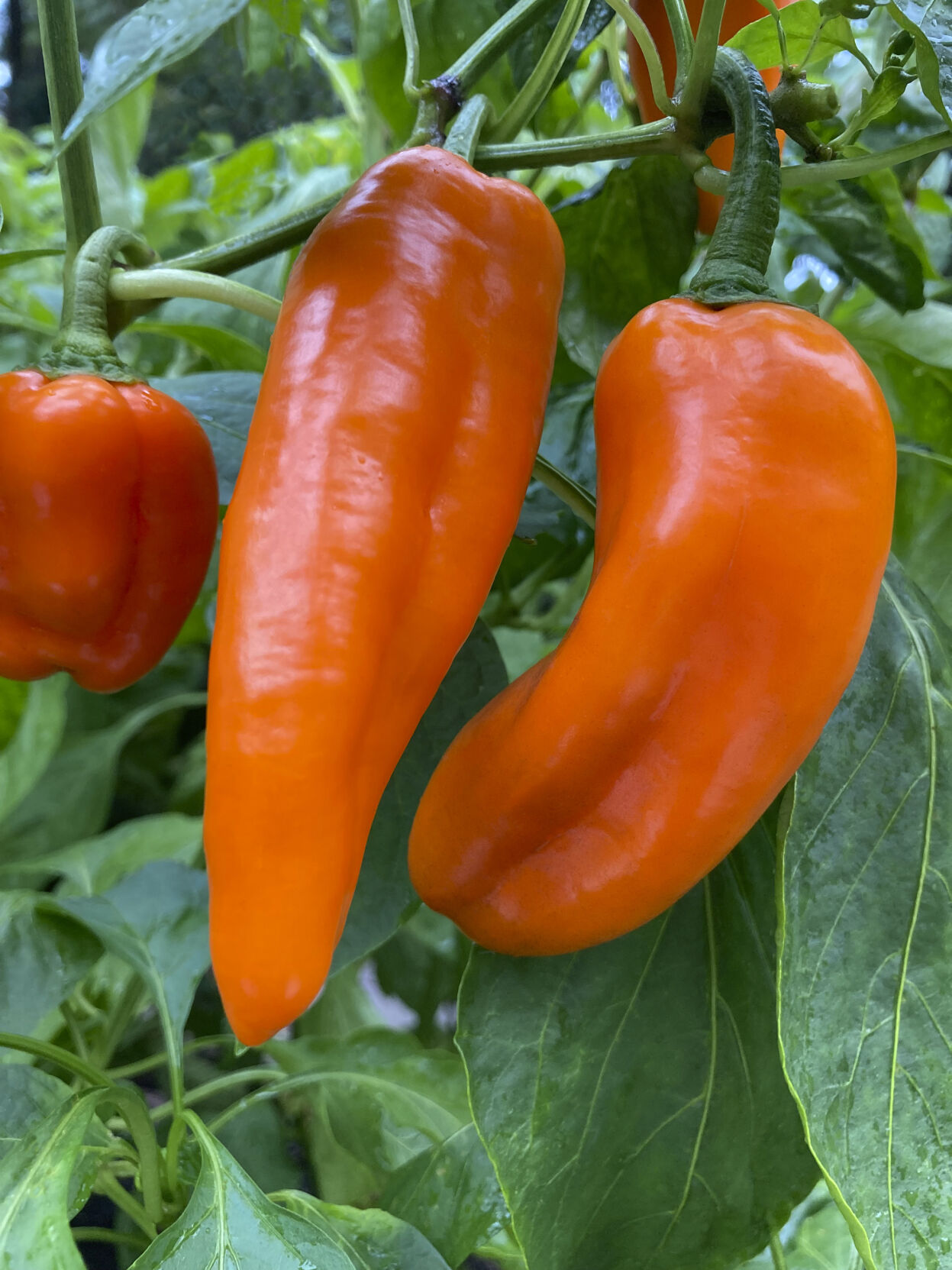 <p>This image provided by Proven Winners shows the seedless fruit of the Pepper Pots Sugar Kick plant, a new introduction for 2023. (Proven Winners via AP)</p>