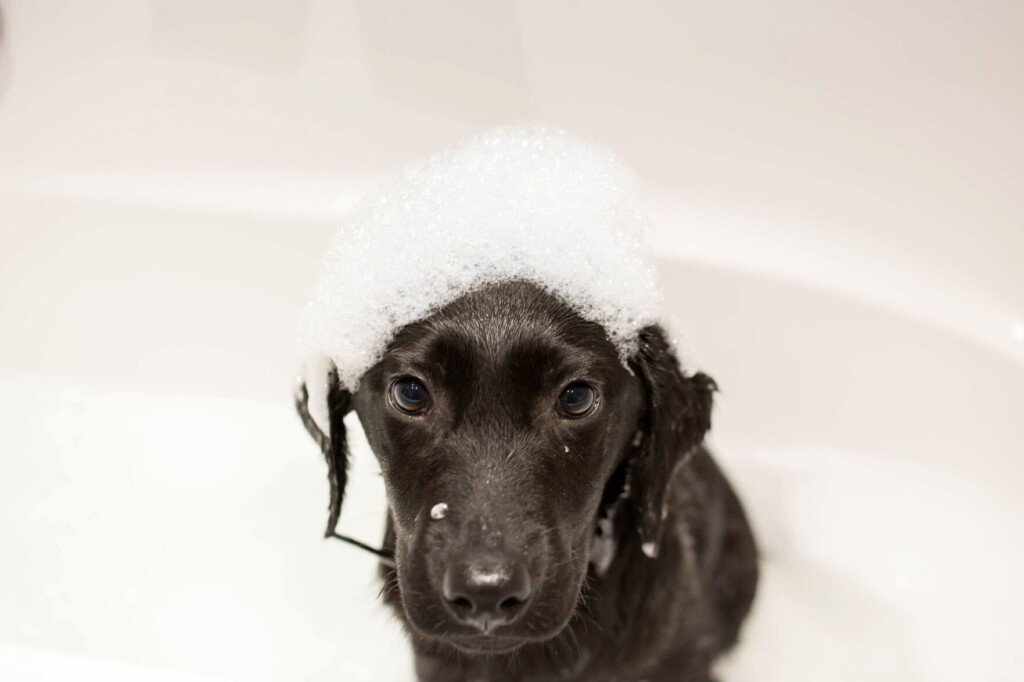 Lori Borgman: Dinner Almost Chased Down The Drain