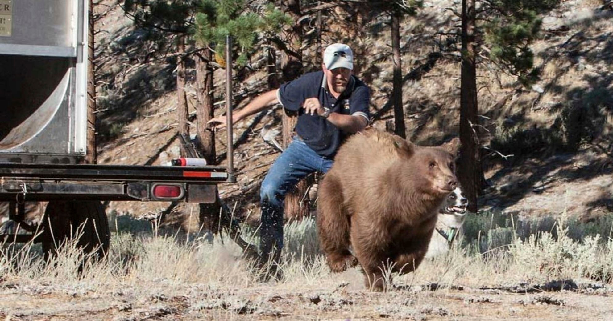 <p>Carl Lackey, a longtime Nevada Department of Wildlife biologist, and a dog named Rooster chase after a California black bear Aug. 9, 2013, after it was captured and re-released to the wild in the Carson Range southwest of Carson City, Nevada.</p>