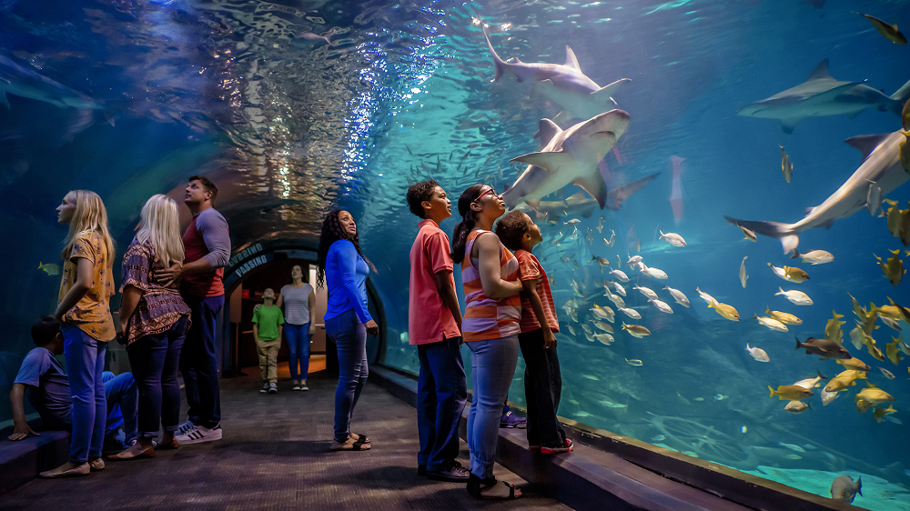 Aquarium2