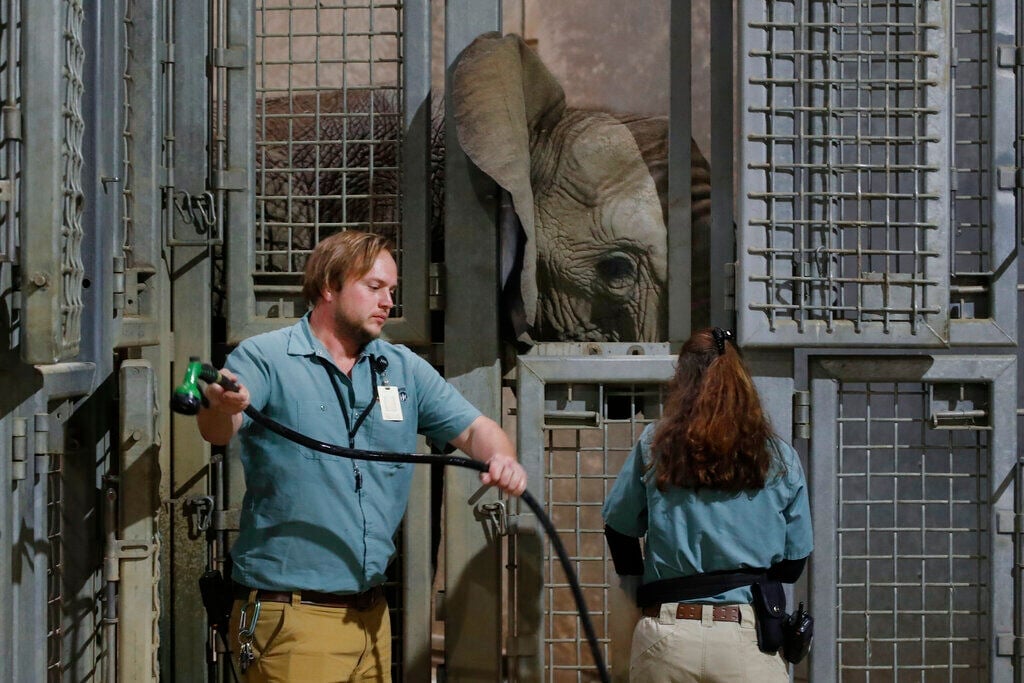 <p>Zookeepers Royce Beneke, left, and Sara Rogers are shown during a training session for Amahle, one of three elephants at the Fresno Chaffee Zoo in Fresno, Calif., Jan. 19, 2023. </p>