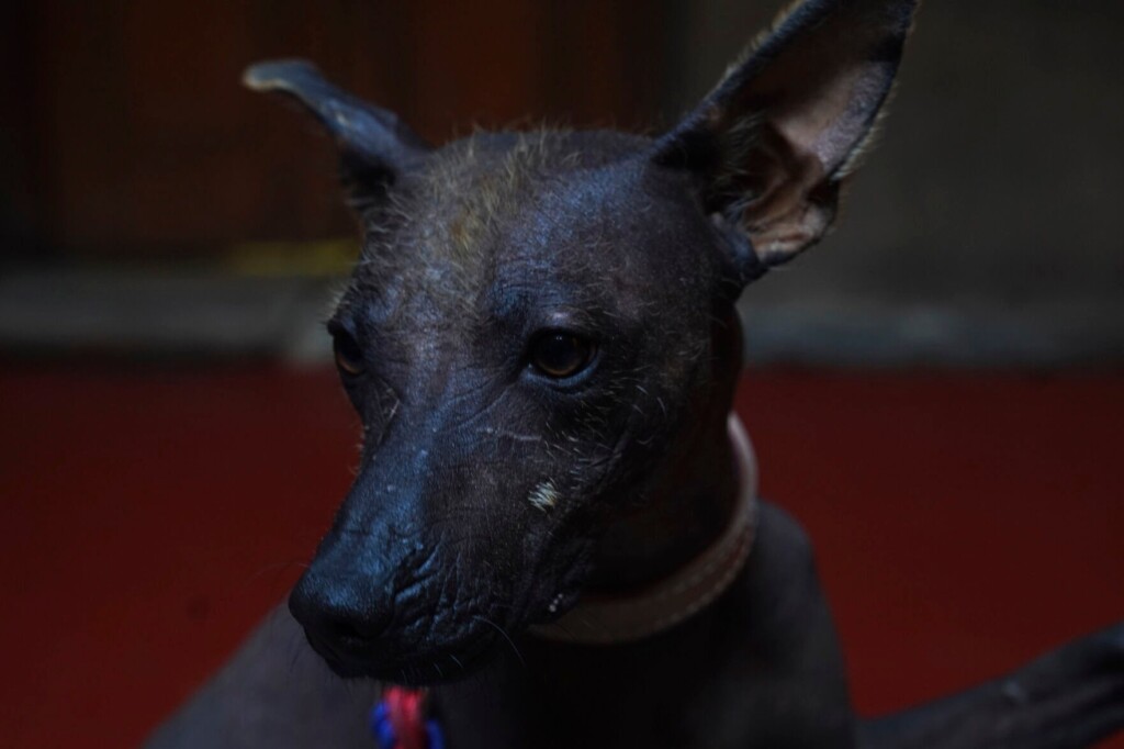 Dog Owners Tout Xolos’ Loyalty And Sacred Underworld History
