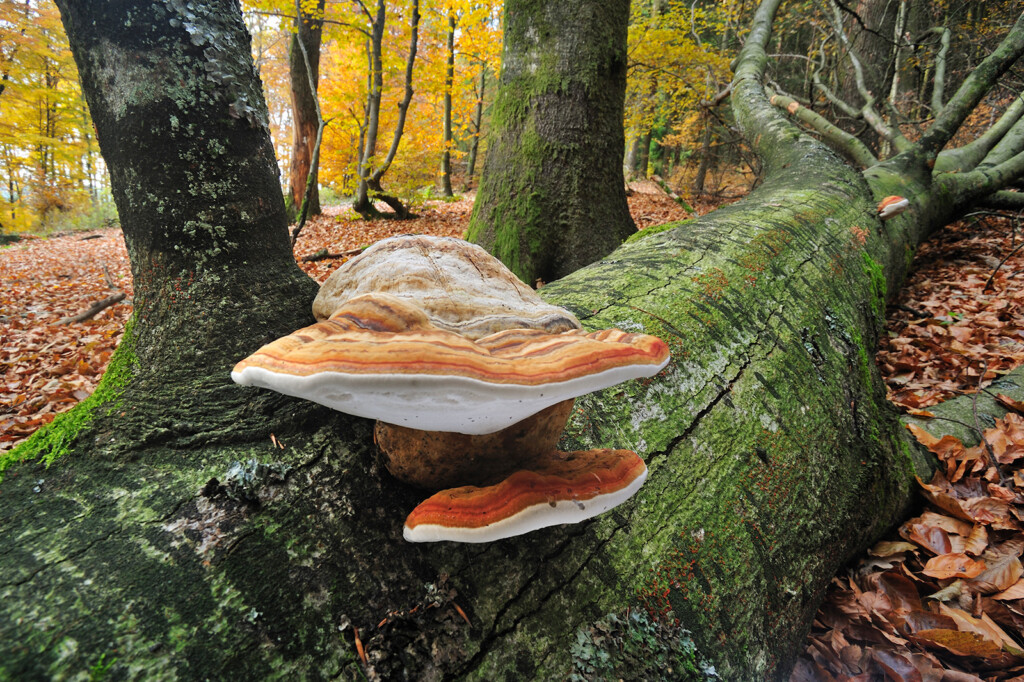 A Fungus As Strong As Wood Could Hold The Secret To Replacing Some Plastics