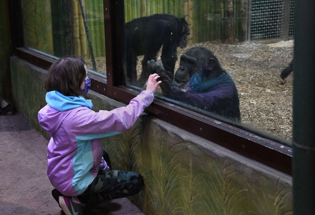 Apes Talk In A ‘language’ That Humans Can Understand, Study Suggests. But Why?
