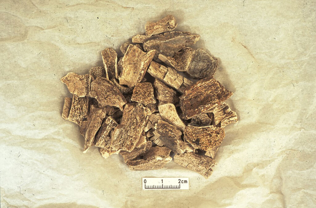 Vikings Brought Their Animals With Them To Britain Over 1,000 Years Ago