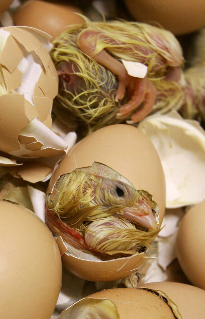 Bird Flu Isn’t A Direct Threat To Humans Yet, Experts Say, But They’re Keeping A Close Eye On The Virus
