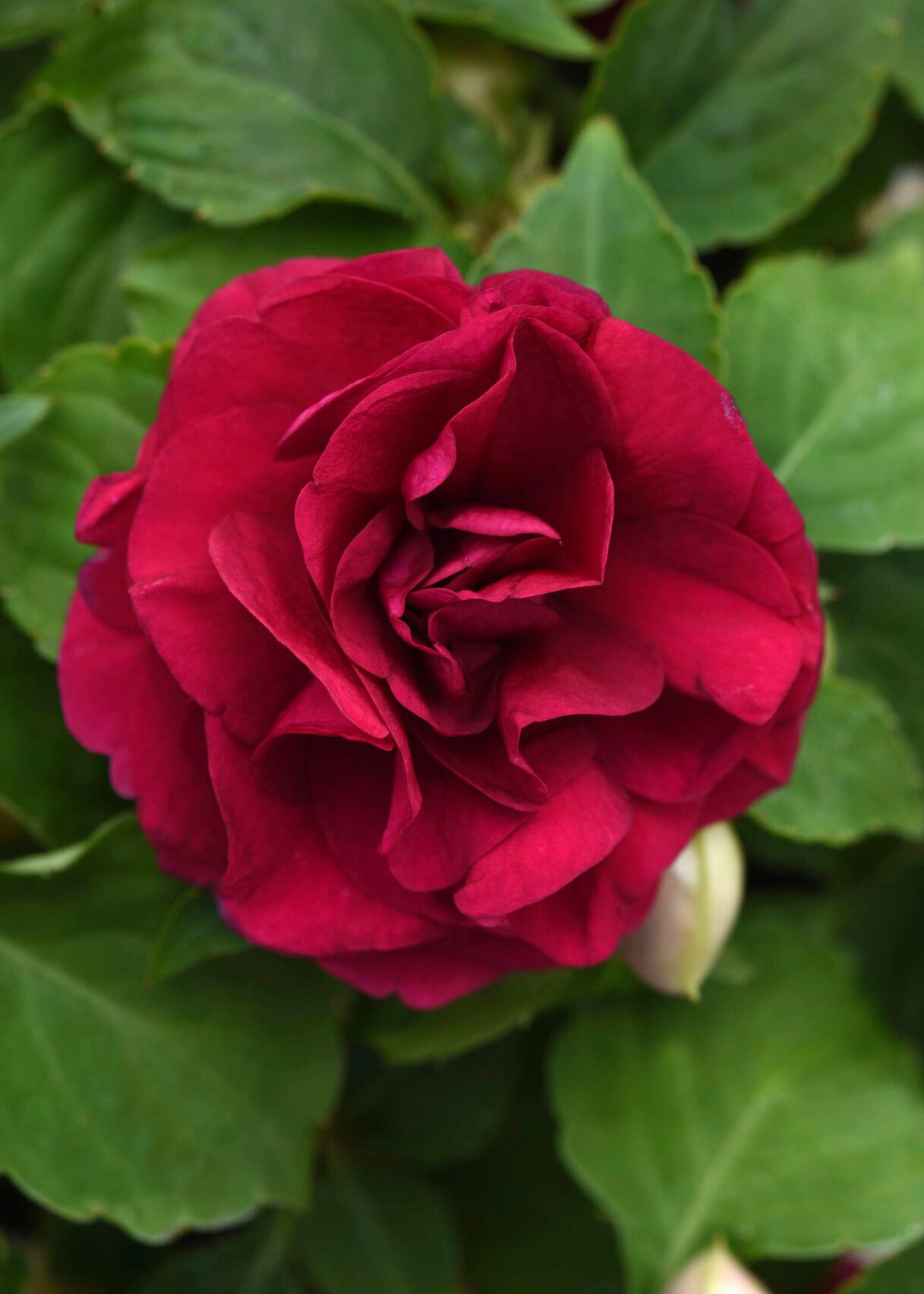 <p>This image provided by Ball Flora Plant shows Double Glimmer Impatiens, a new 2023 variety with double blooms that's downy mildew-resistant and shade tolerant. (Ball Flora Plant via AP)</p>
