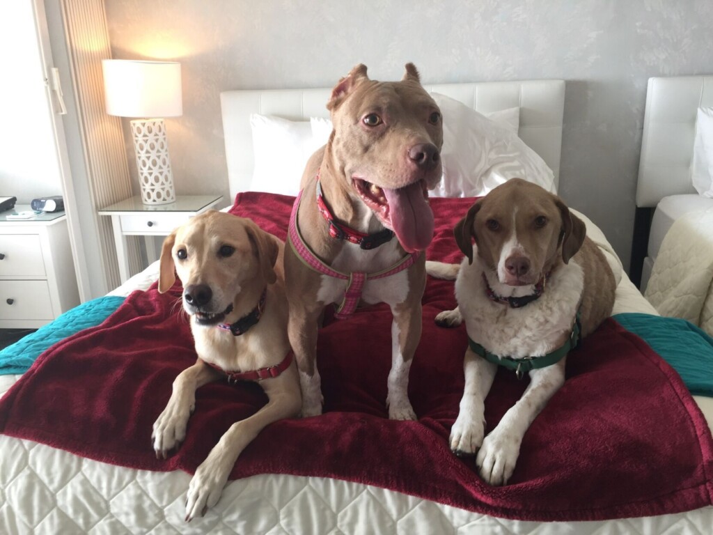 Multiple Pets, Large Pets? No Problem. How To Find Pet Friendly Accommodations For The Whole Crew