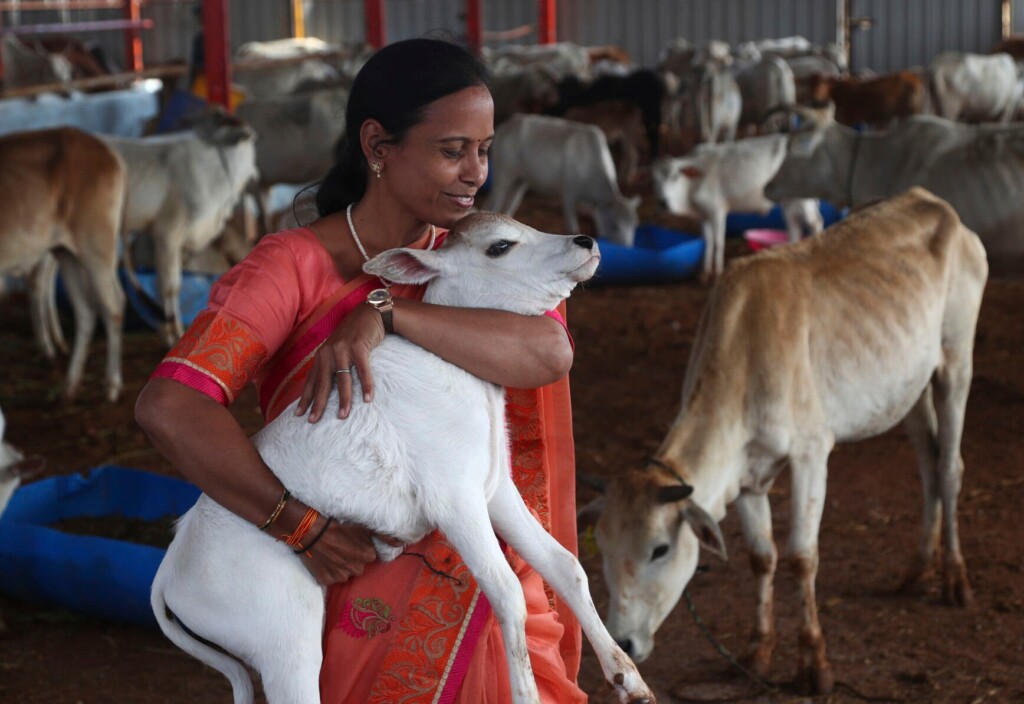 Indian Gov’t Withdraws Appeal To Hug Cows On Valentine’s Day
