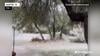 Trees Throughout Texas Snap Under The Weight Of Days Of Ice