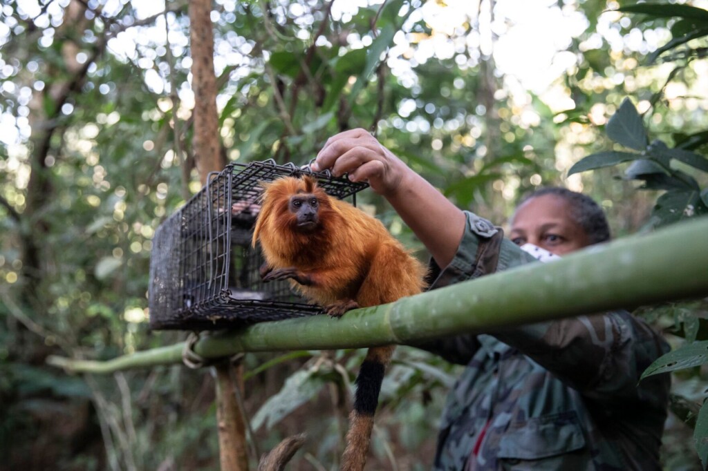 Race To Vaccinate Rare Wild Monkeys Gives Hope For Survival