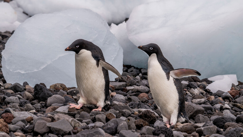 ‘the Beginning Of The End?’: Scientists Sound The Alarm As Antarctic Sea Ice Hits Record Low For Second Year Running