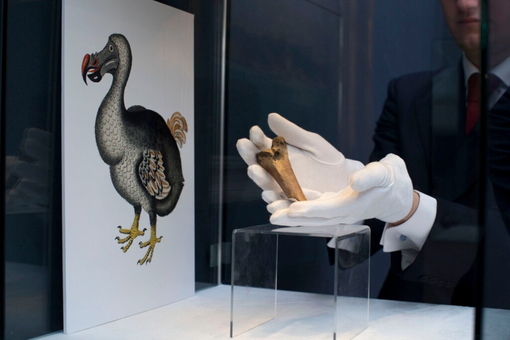 Bring Back Dodo? Ambitious Plan Draws Investors, Critics