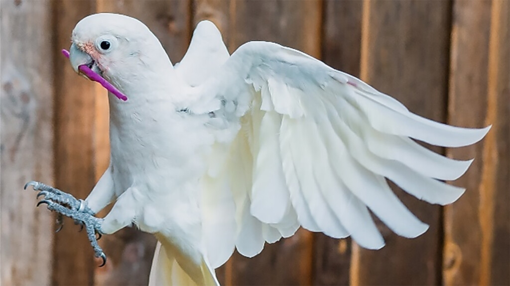 Cockatoos Can Not Only Use Tools, They Can Carry Whole Toolkits To Trickier Jobs, Study Shows