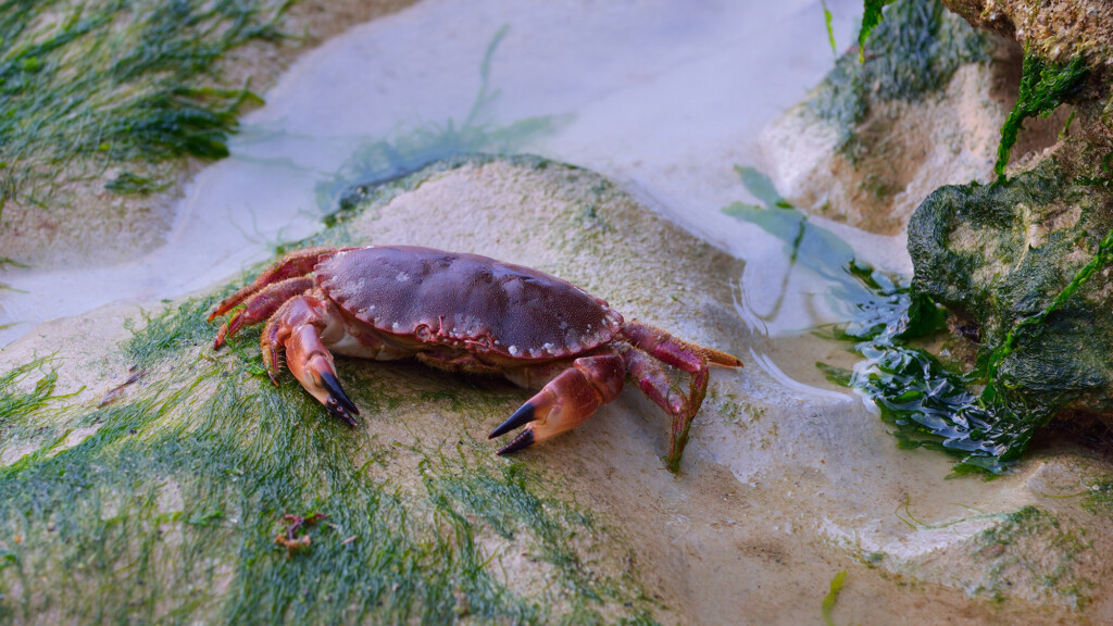 Neanderthals Had A Taste For A Seafood Delicacy That’s Still Popular Today