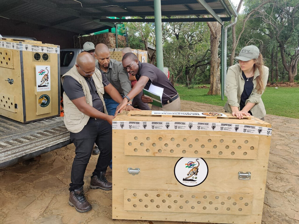 Cheetahs Flown To India As Part Of Effort To Revive Species