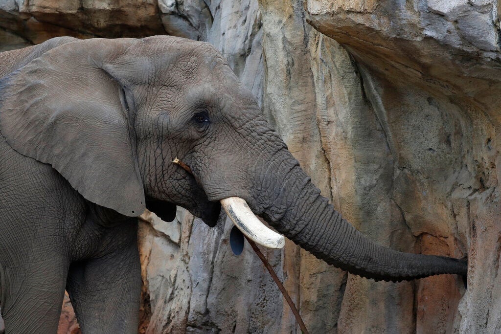 Elephants In Us Zoos? Without Breeding, Future Is Uncertain