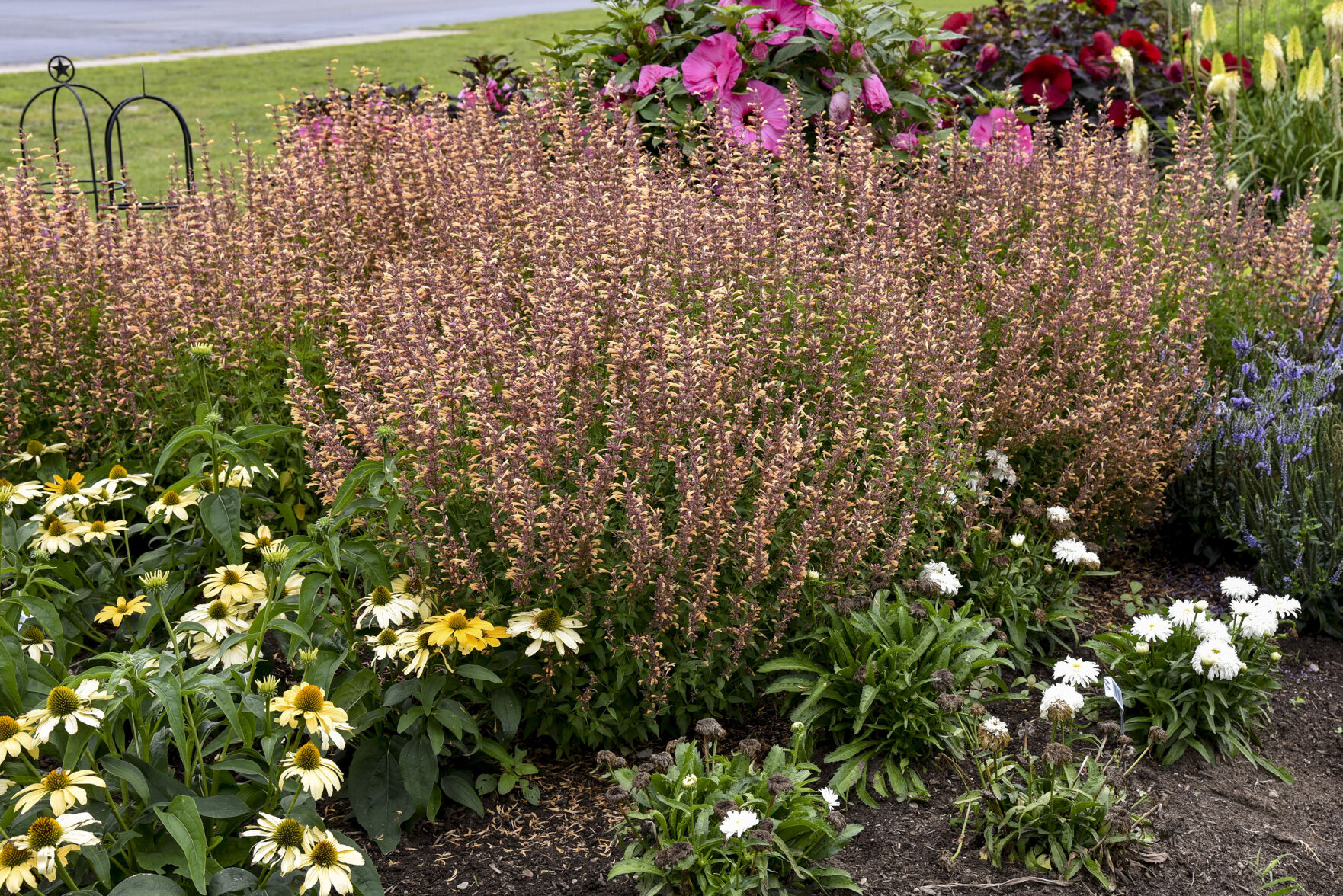 <p>This image provided by Proven Winners shows Meant to Bee Queen Nectarine hummingbird mint plants growing in a garden bed. The 2023 introduction is beloved by bees. (Proven Winners via AP)</p>