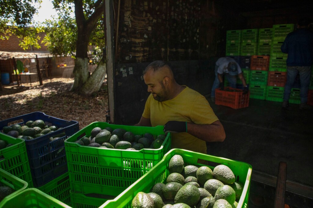 Route To Super Bowl Dangerous For Mexico’s Avocado Haulers